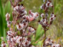 Erica bruniades flower clusters and fingery leaves